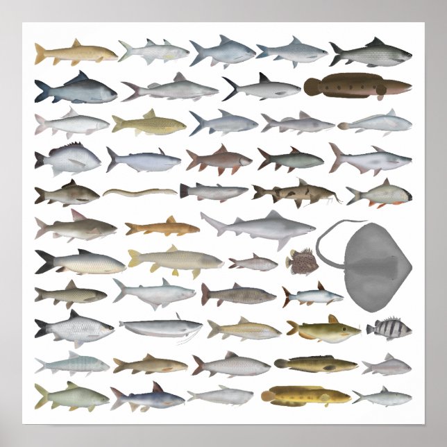 Affiche Groupe de poissons d'eau douce d'Asie du Sud (Devant)