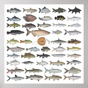 Affiche Groupe de poissons d'eau douce d'Asie du Sud-Est