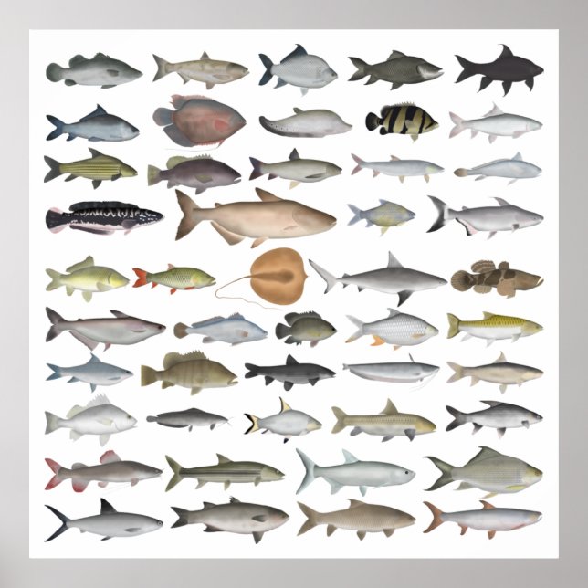 Affiche Groupe de poissons d'eau douce d'Asie du Sud-Est (Devant)