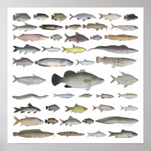 Affiche Groupe de poissons du bassin du Nil