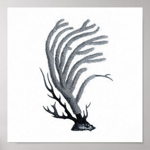 Affiche Groupe de Vie marine gris 12A Imprimer #11 Corail 