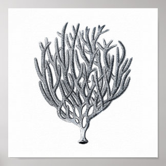 Affiche Groupe de vies marines12A Imprimer 1