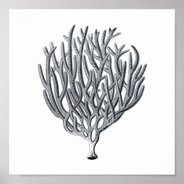 Affiche Groupe de vies marines12A Imprimer 1 (Devant)