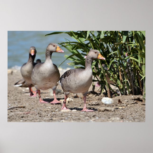 Affiche Groupe d'oies grises marchant (Devant)