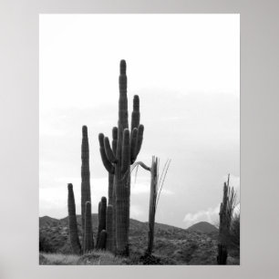 Affiche Groupe noir et blanc de Cactus Saguaro sur la coll