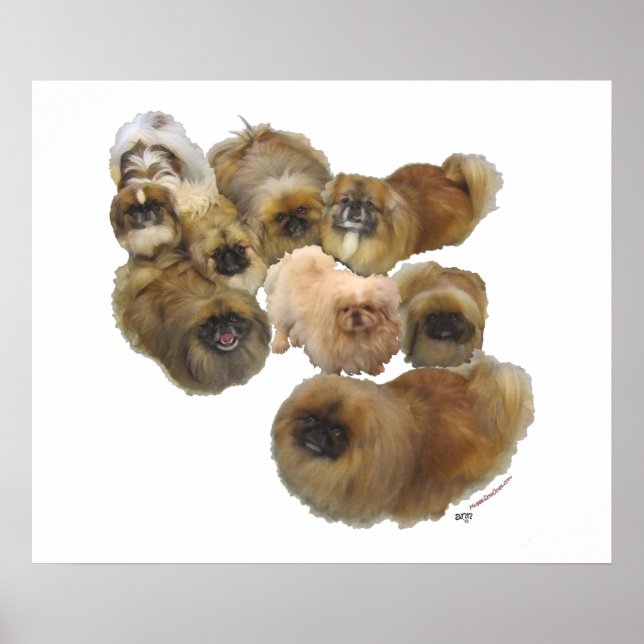 Affiche Groupe Pekingese (Devant)