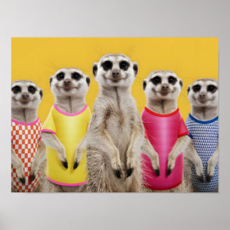Affiche Groupe Vibrant Meerkat dans des tenues élégantes