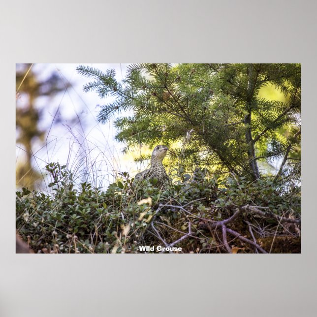 Affiche Groupement sauvage (Devant)