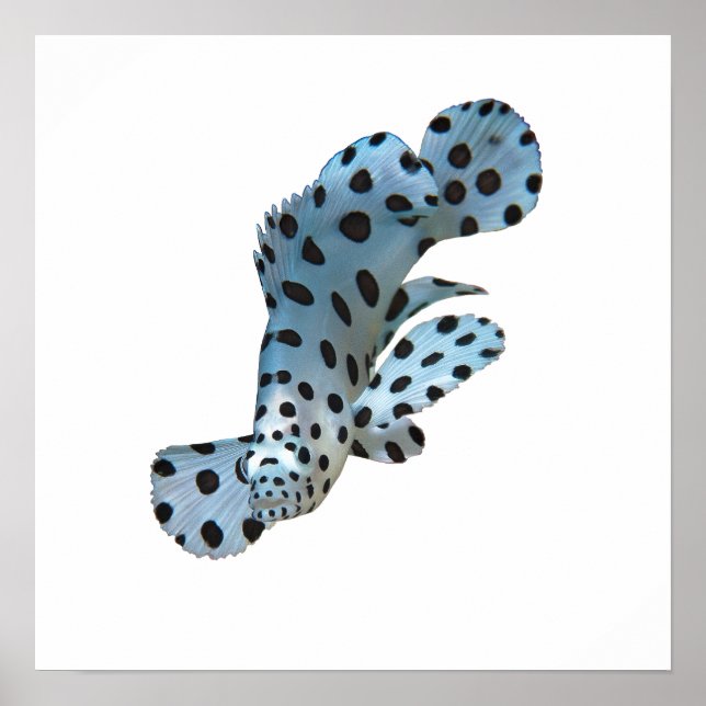 Affiche Grouper - Conception abstraite - Découpe d'une pho (Devant)