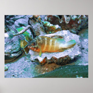 Affiche Grouper on a Half Shell