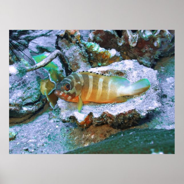 Affiche Grouper on a Half Shell (Devant)