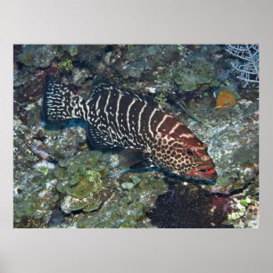 Affiche Grouper on Cleaning Station