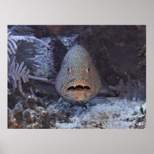 Affiche Grouper surpris