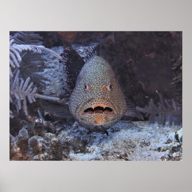 Affiche Grouper surpris (Devant)