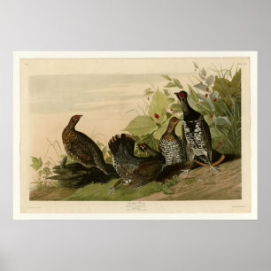 Affiche Grous tacheté