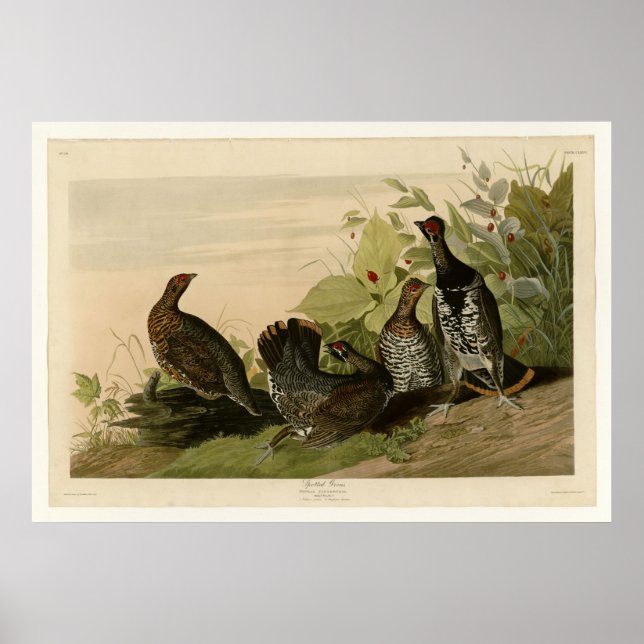 Affiche Grous tacheté (Devant)