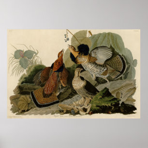 Affiche Grouse rouffé - d'Audubon's Birds of America