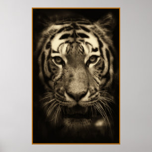 Affiche Growling Tiger Face in Sepia Tones