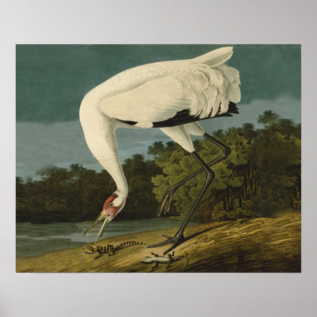 Affiche Grue blanche Audubon Peinture d'oiseaux (Devant)