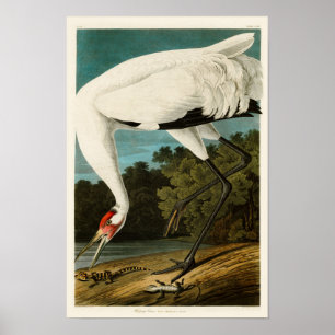 Affiche Grue blanche John James Audubon Oiseaux d'Amérique