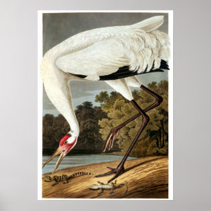 Affiche Grue blanche par John James Audubon