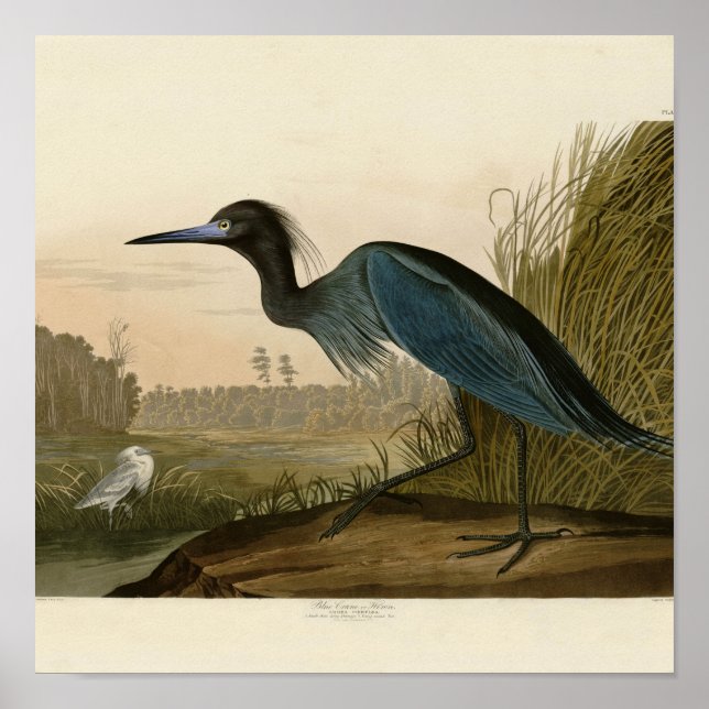 Affiche Grue Bleue Heron Audubon Peinture (Devant)