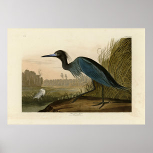 Affiche Grue bleue, Heron, d'Audubon's Birds of America