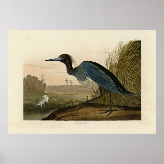 Affiche Grue bleue, Heron, d'Audubon's Birds of America (Devant)