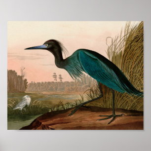 Affiche Grue bleue ou Heron Birds of America Audubon Impri