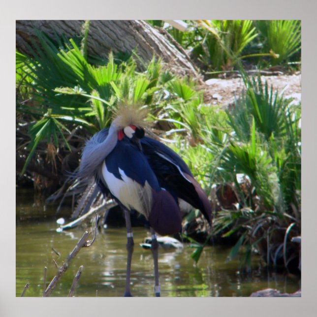 Affiche Grue couronnée africaine (Devant)