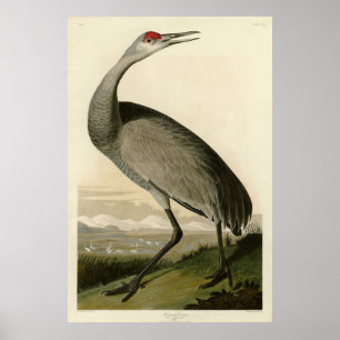 Affiche Grue de Sandhill d'Audubon's Birds of America