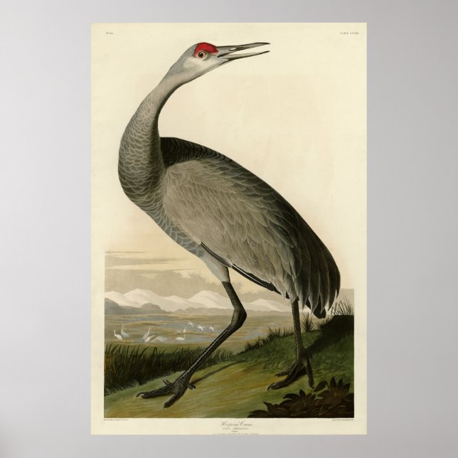 Affiche Grue de Sandhill d'Audubon's Birds of America (Devant)