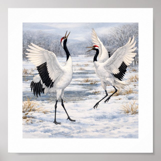 Affiche Grues couronnées dansant en hiver –  (Devant)