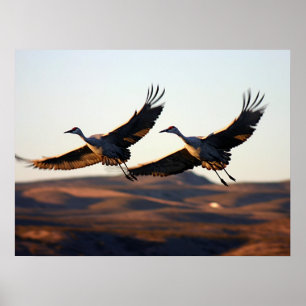Affiche Grues de Sandhill au matin