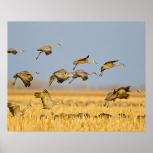 Affiche Grues du Canada atterrissent dans des champs de ma