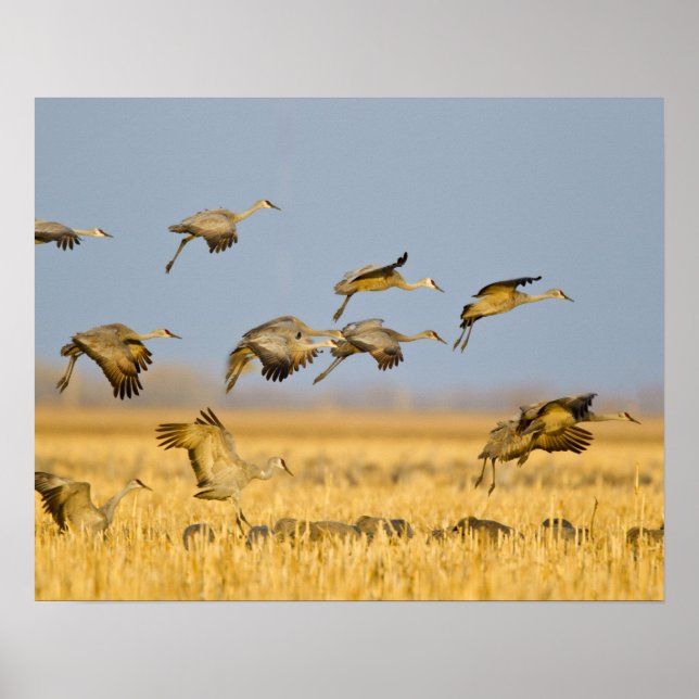 Affiche Grues du Canada atterrissent dans des champs de ma (Devant)