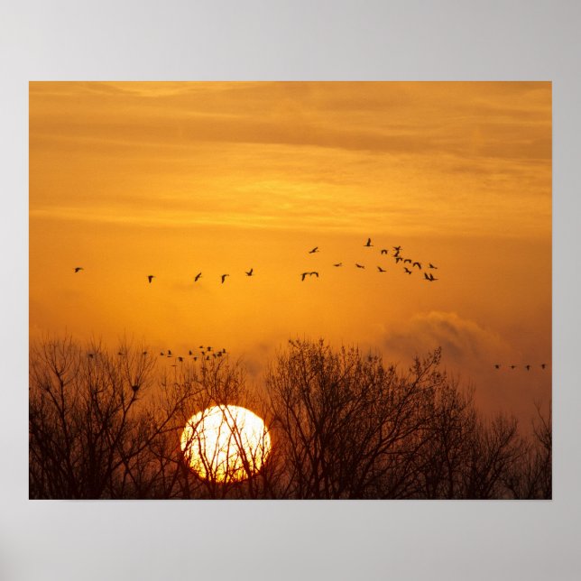 Affiche Grues du Canada silhouettées sur fond de soleil le (Devant)