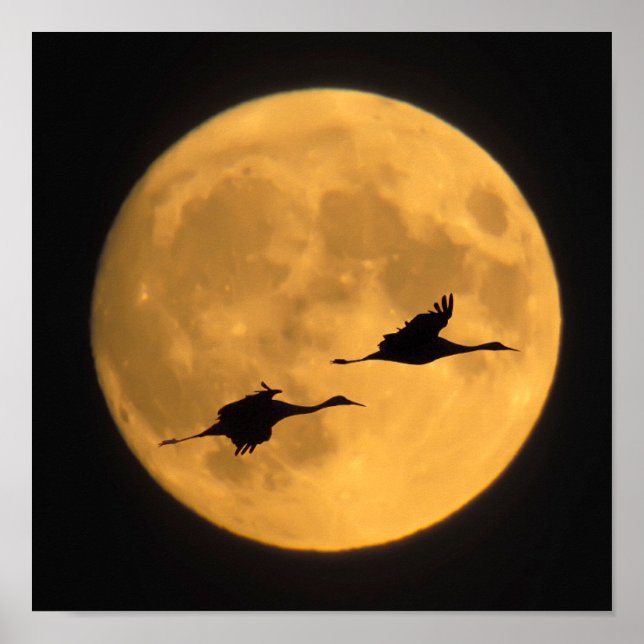 Affiche Grues Sandhill | Réserve nationale de faune (Devant)