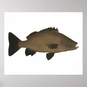 Affiche Grunter