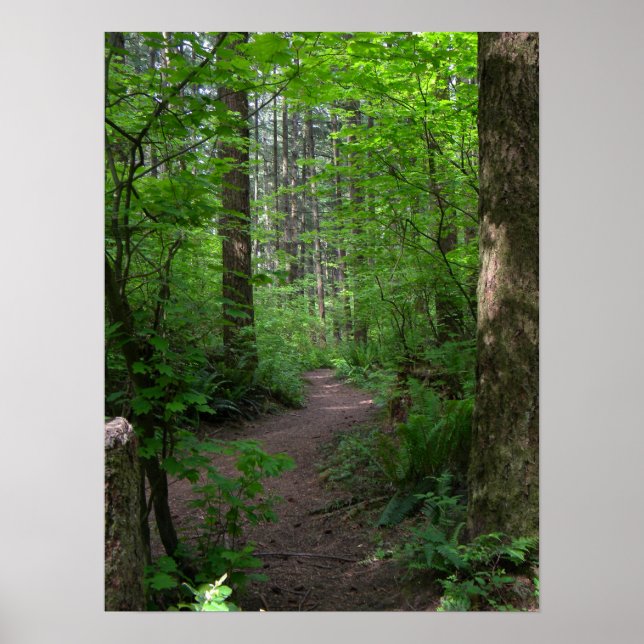 Affiche GT forest walk spring 3 (Devant)