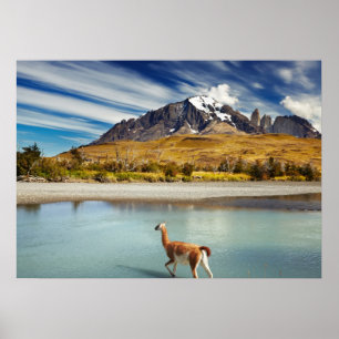 Affiche Guanaco traversant la rivière à Torres del Paine