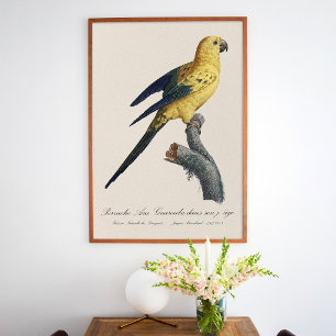 Affiche Guarouba dans fils jeune âge / Sun parakeet