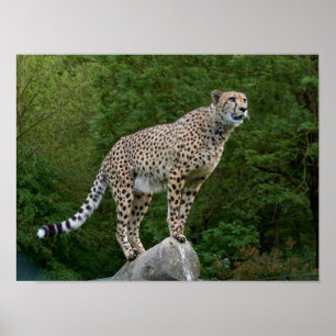 Affiche Guépard