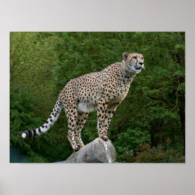 Affiche Guépard (Devant)