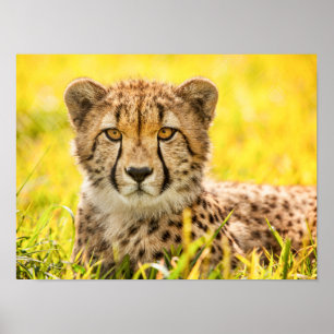 Affiche Guépard dans l'Herbe 