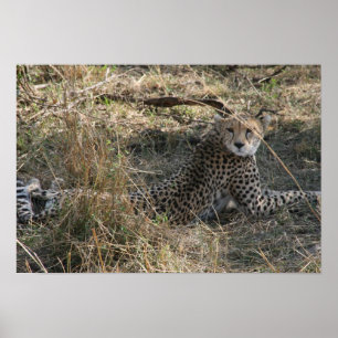 Affiche guépard étirement