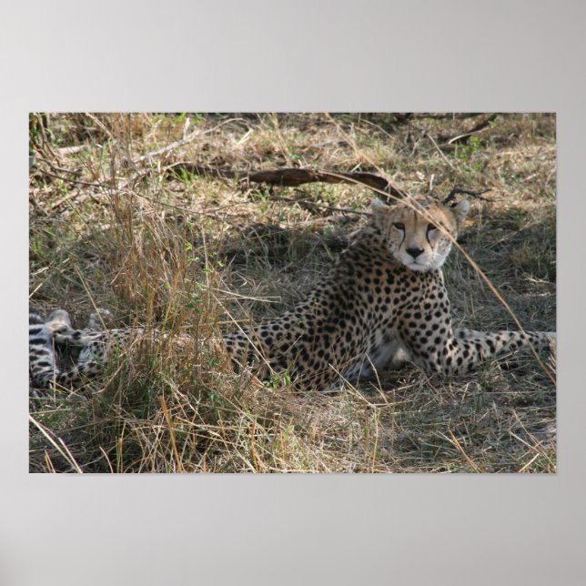 Affiche guépard étirement (Devant)