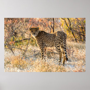 Affiche Guépard regardant autour