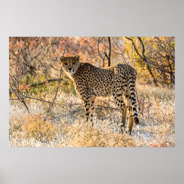 Affiche Guépard regardant autour (Devant)
