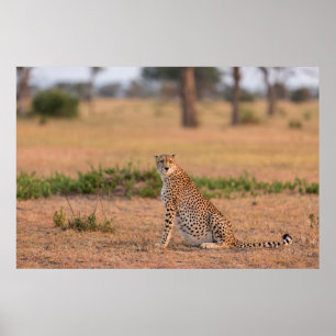 Affiche Guépard se reposant tôt le matin